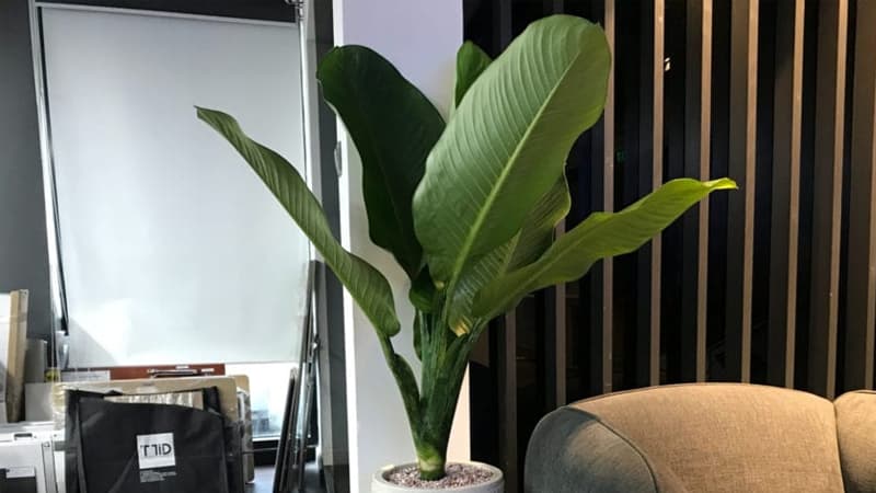 Vị trí đặt cây đại phú gia như thế nào để hợp phong thủy?