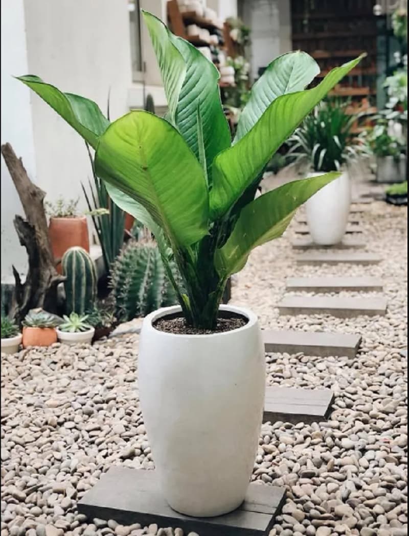 Về kỹ thuật trồng cây đại phú quý