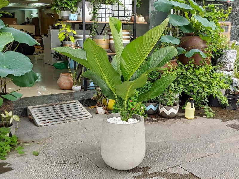 Hướng dẫn cách chăm sóc cây đại phú quý chuẩn