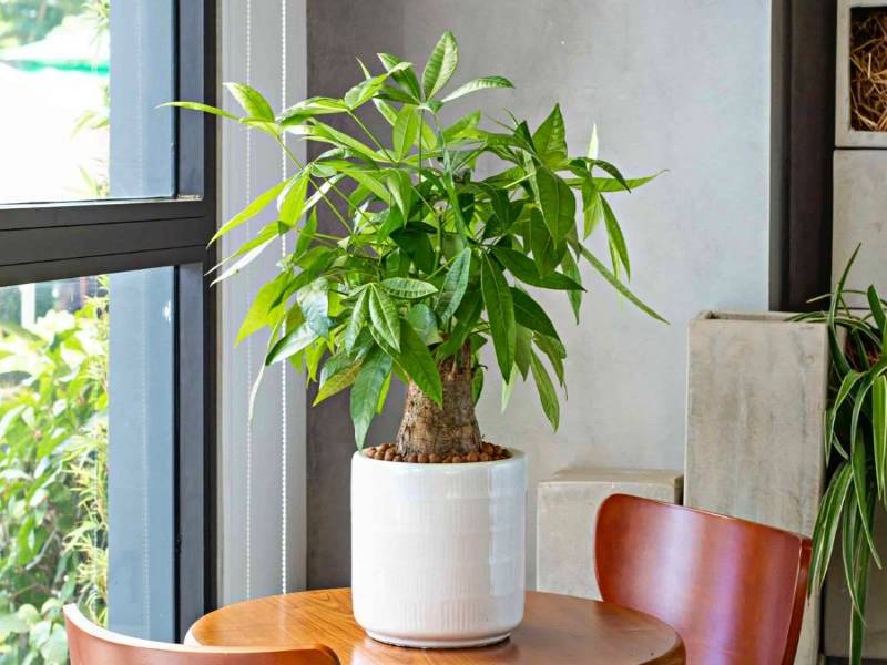 Cây kim ngân phù hợp với phong thủy của người mệnh Kim