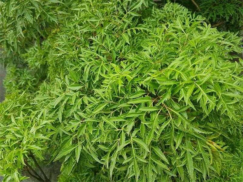 Những người mệnh nào hợp với cây đinh lăng