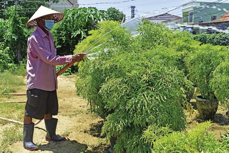 Một số lưu ý khi trồng và chăm sóc cây đinh lăng