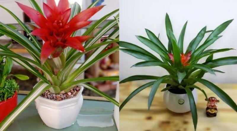 Công dụng của dứa cảnh nến như thế nào?