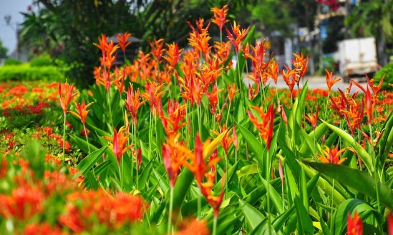 Cây hoa thiên điểu được trồng thành cụm