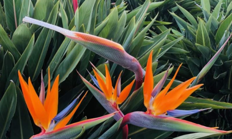 Cây hoa thiên điểu trong phong thuỷ