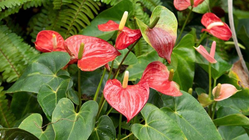 Thông tin có thể bạn chưa biết về cây hồng môn