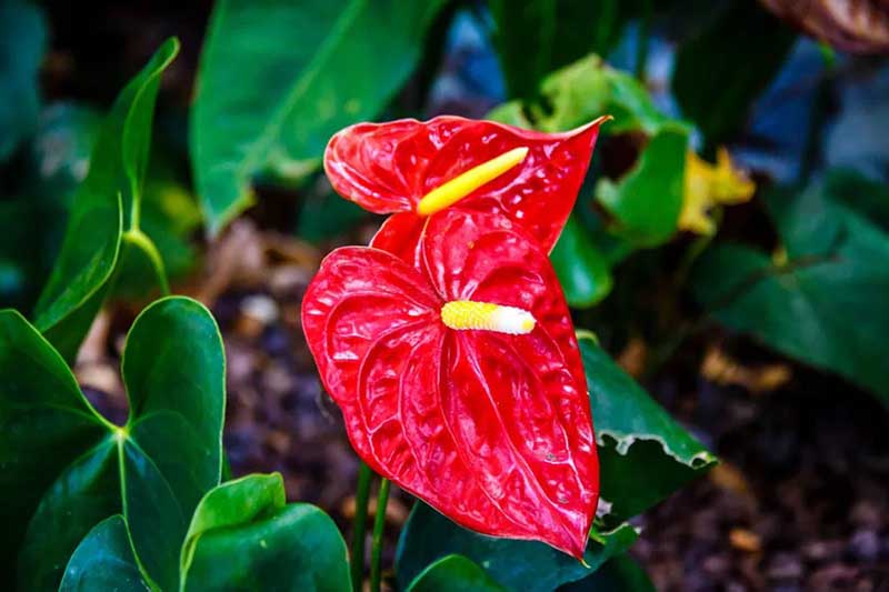 Ý nghĩa trong phong thủy của cây hồng môn mang lại