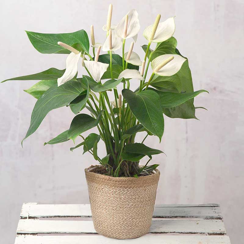 Cây hồng môn hợp với tuổi nào?