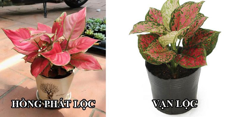 Hồng Phát Lộc lá đỏ, không đốm xanh như cây Vạn Lộc