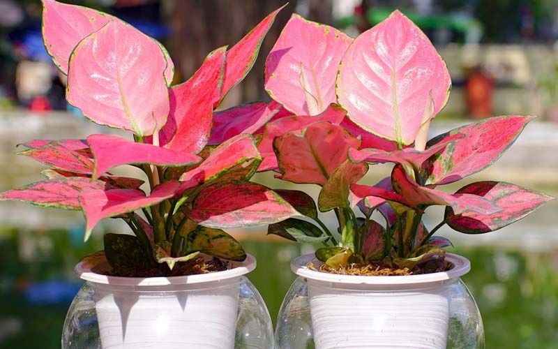 May mắn, cát tường là ý nghĩa của cây Phát Lộc lá đỏ