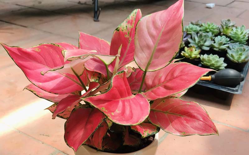 Mệnh Hỏa và mệnh Thủy đều hợp để trồng Hồng Phát Lộc