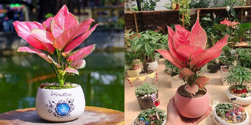 Trồng cây phong thủy cần chú ý 3 vấn đề quan trọng