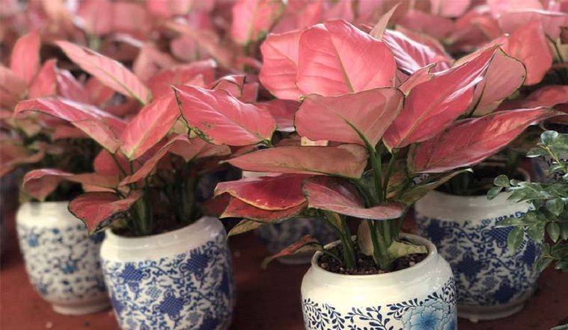 Cây Phát Lộc lá đỏ được tặng vào nhiều dịp đặc biệt