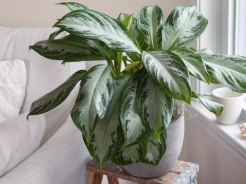 Đặc điểm nổi trội của cây huy hoàng