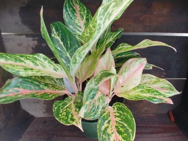 Ý nghĩa đặc biệt của cây huy hoàng