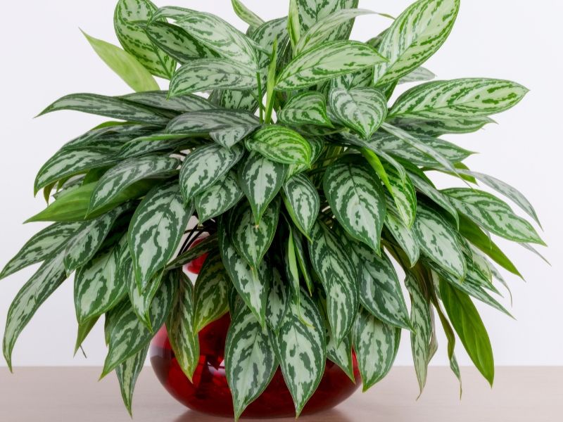 Những lưu ý khi trồng, chăm sóc cây huy hoàng