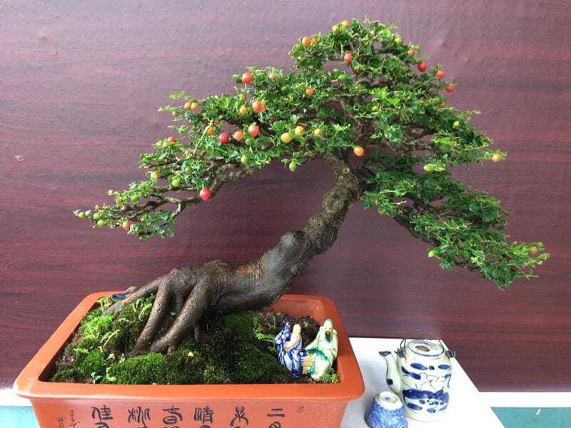 Cây kim quýt mang đến nhiều ý nghĩa tài lộc