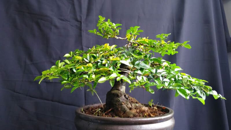 Cây kim quýt có giá thành đa dạng