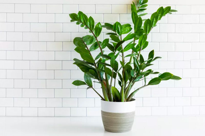 Ý nghĩa cây kim tiền trong lĩnh vực phong thuỷ