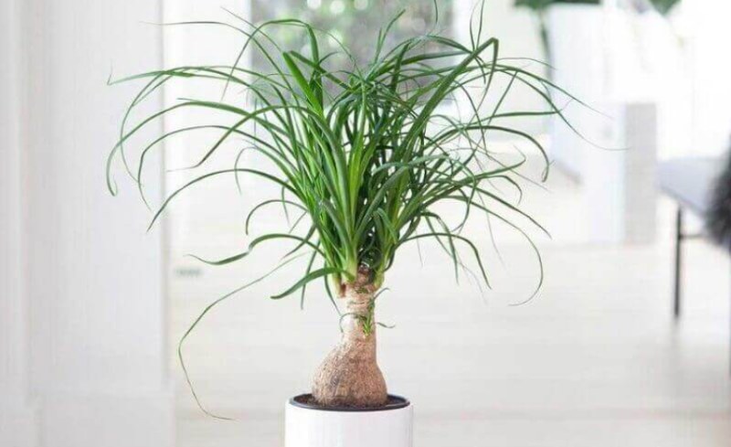 Lan bình rượu có ý nghĩa phong thủy đặc biệt