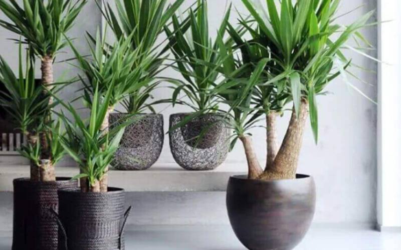 Công dụng hữu ích của lan bình rượu