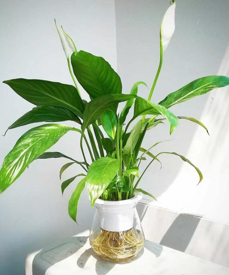 Cây lan ý hợp với những người tuổi gì, mệnh nào?