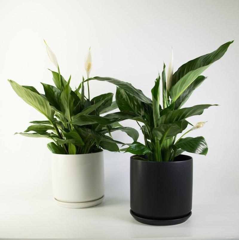 Biểu tượng của sự thanh cao