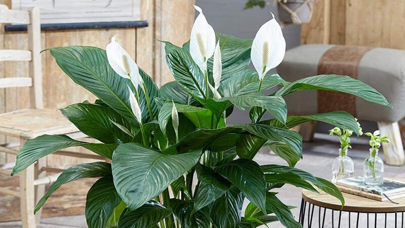 Bật mí những công dụng tuyệt vời của cây lan ý