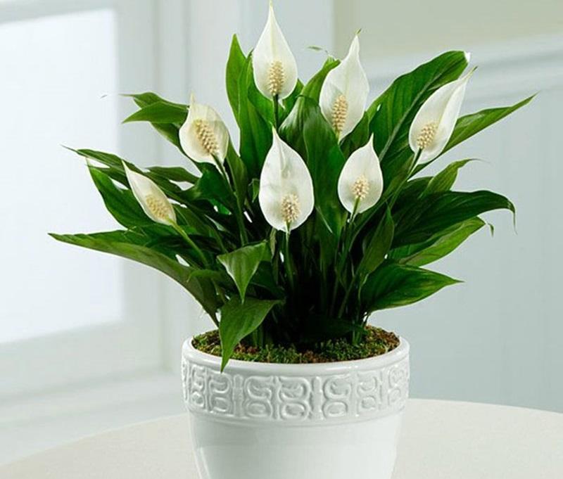 Đất và chậu