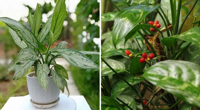 Giới thiệu đôi nét về cây ngân hậu