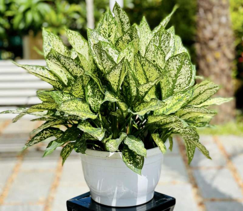 Tìm hiểu tổng quan về cây ngọc ngân