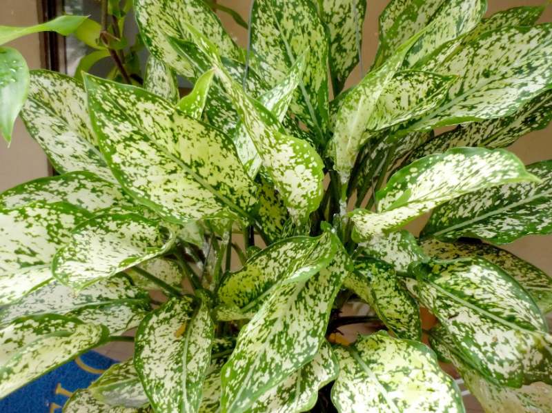 Cây ngọc ngân phù hợp với người mệnh gì?