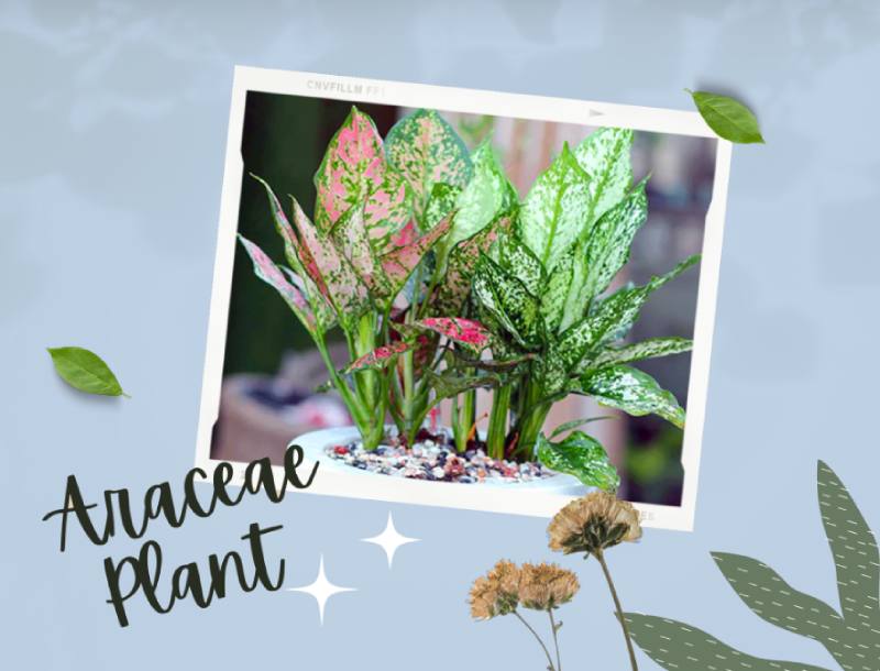 Ý nghĩa phong thủy của cây ngọc ngân như thế nào?