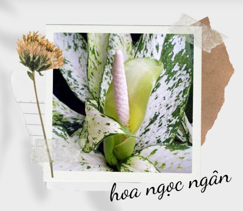 Tượng trưng cho sự nỗ lực và ý chí vươn lên