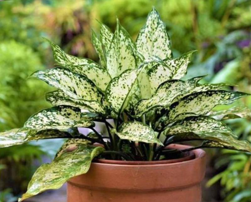 Tác dụng của cây ngọc ngân trong phong thủy?