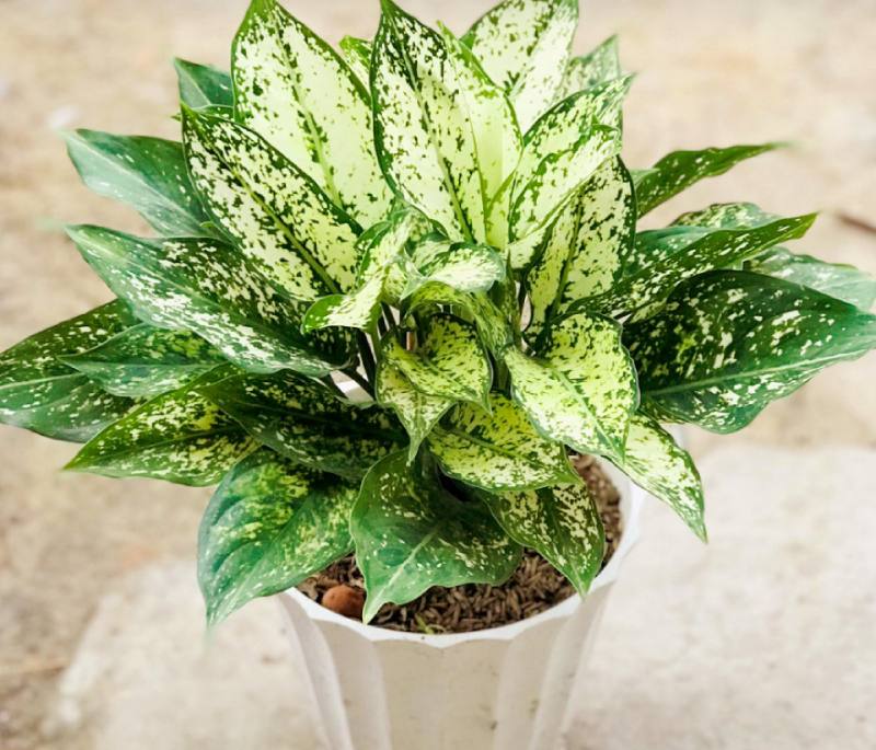 Cách trồng cây trong chậu đất