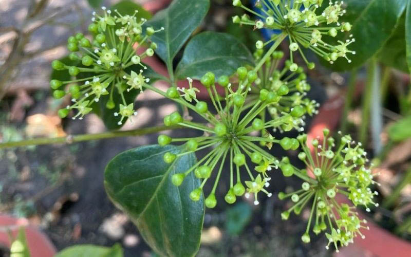 Một số thông tin thú vị về cây ngũ gia bì