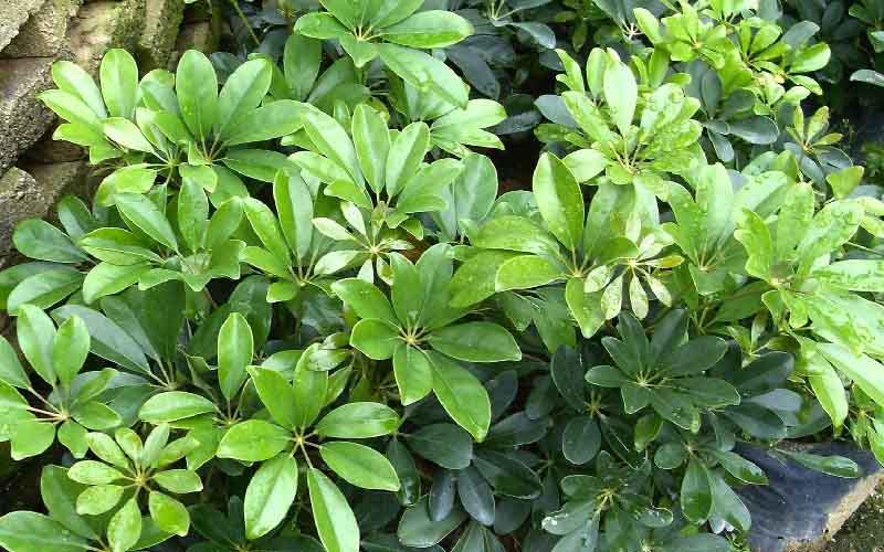 Ý nghĩa và tác dụng của cây ngũ gia bì