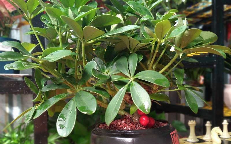 Cây ngũ gia bì hợp với người mệnh gì, tuổi nào?