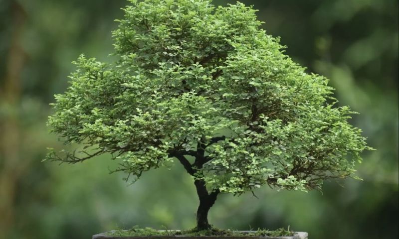 Cây nguyệt quế bonsai