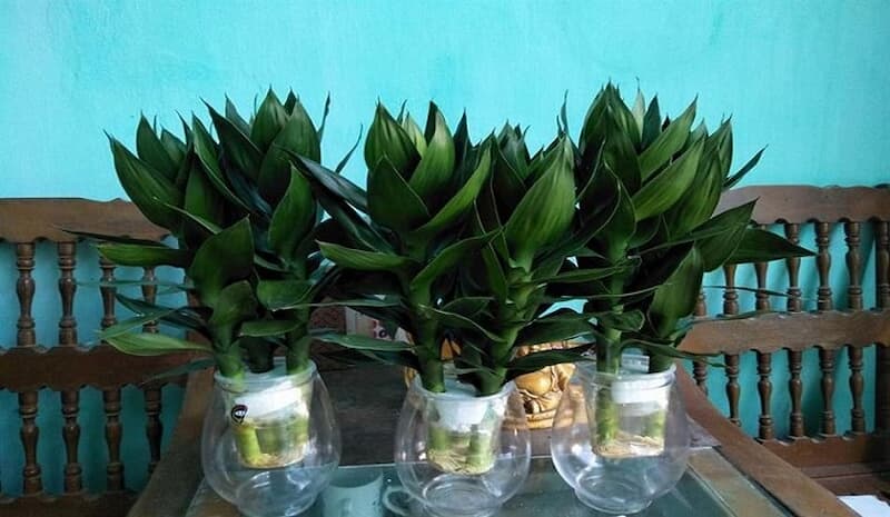 Phát tài búp sen còn được gọi là cây phát tài hay cây búp sen