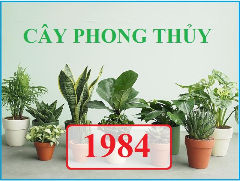Cây phong thủy của người tuổi Giáp Tý