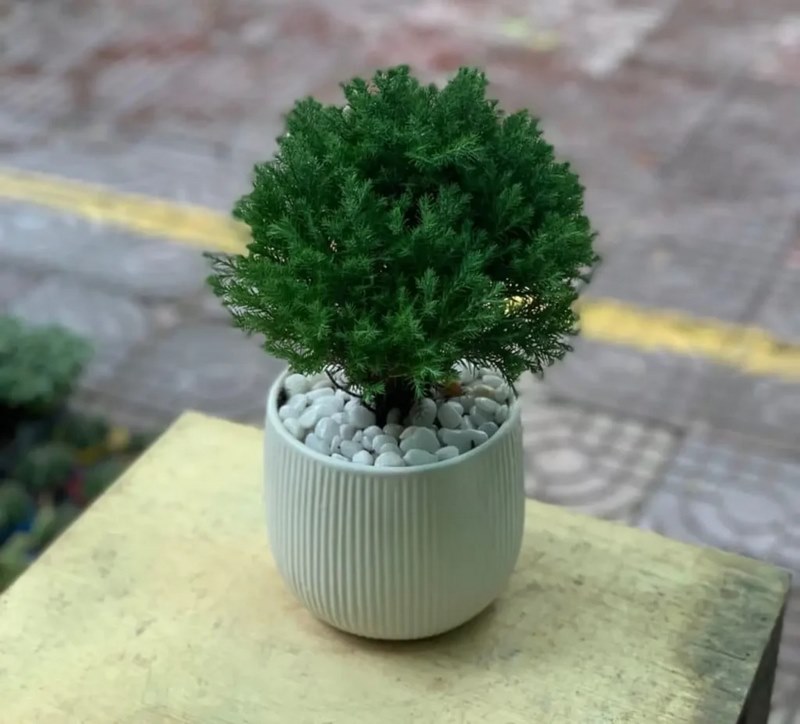 Cây phù hợp với những ai thuộc mệnh Mộc