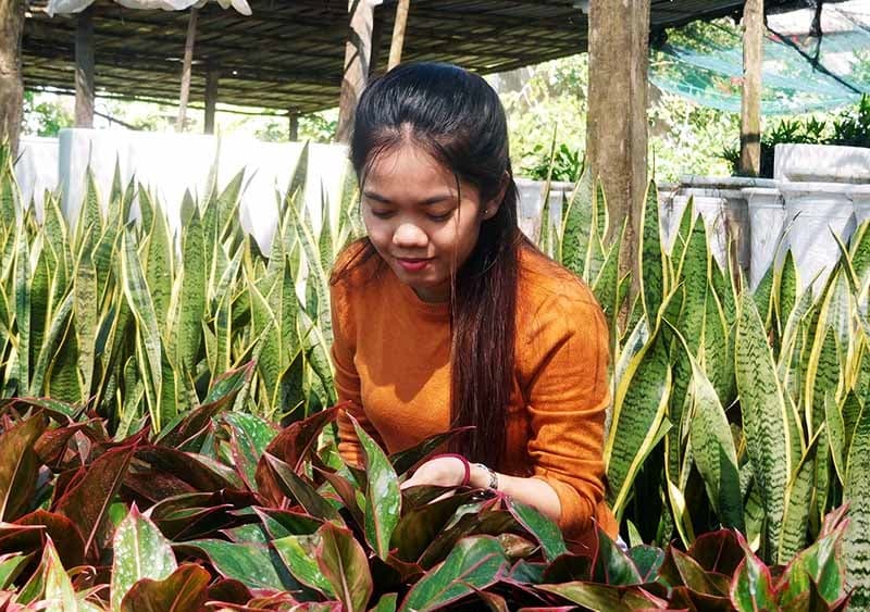 Bạn nên cắt tỉa thường xuyên cho cây cảnh phú quý để cây phát triển tươi tốt