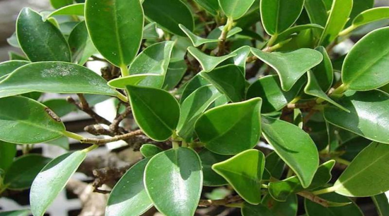 Tìm hiểu một số thông tin về cây si phong thủy