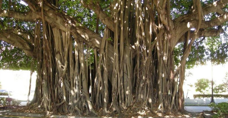 Công dụng của cây si trong đời sống thường ngày