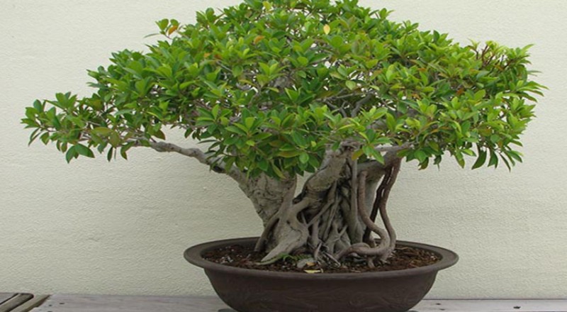 Cây si hợp với người tuổi gì và mệnh nào?