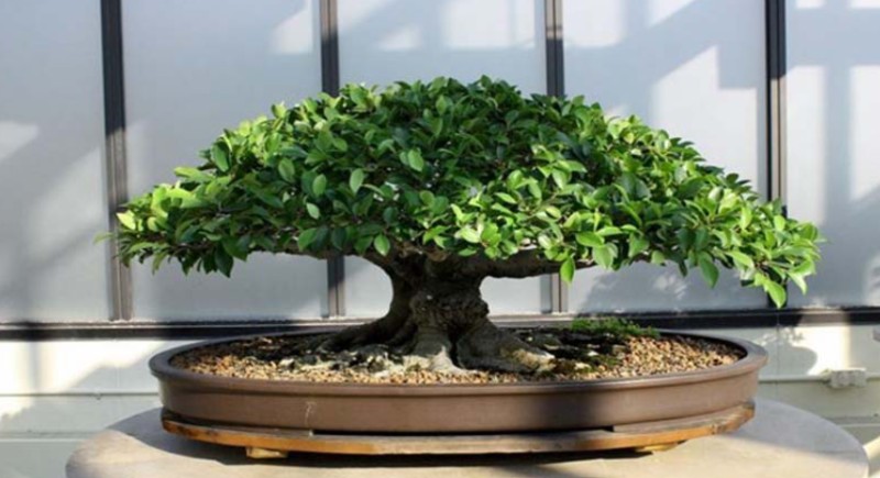 Cách trồng và chăm sóc cây si phong thủy tốt nhất