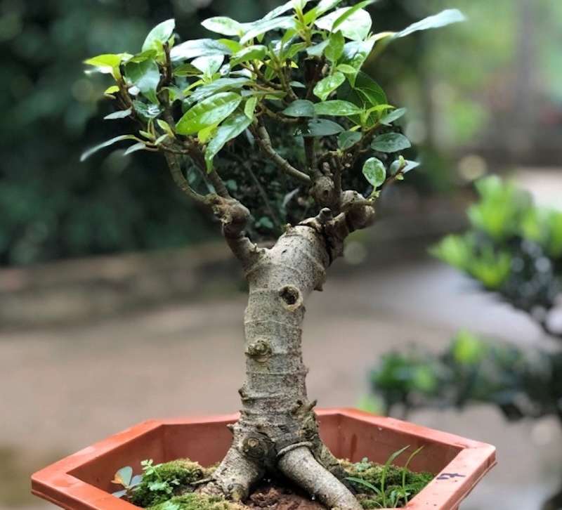 Ý nghĩa của cây sung bonsai trong phong thủy