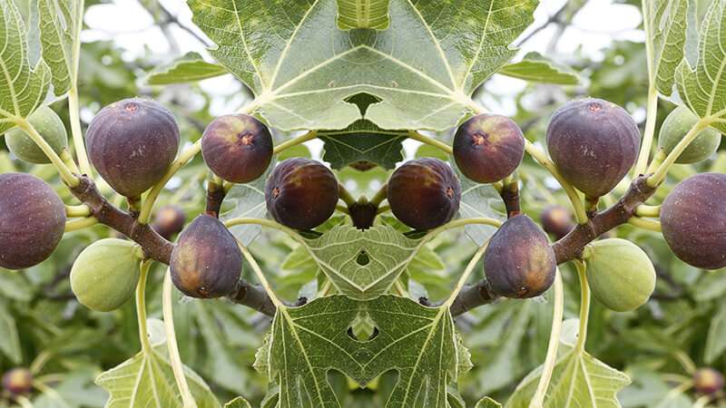 Các giống cây sung bonsai mang lại năng lượng tốt